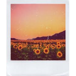 Sunflower Vintage