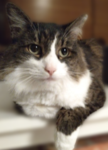 Mystoic