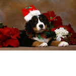 cute puppys fanclub