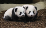 Tell me if you got our guys love pandas