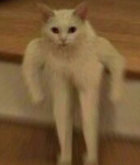 cat club :) CATS ARE THE BEST SLAYY!