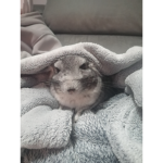 Grupo de chinchillas