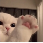pawsie!