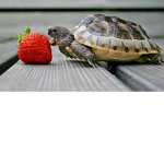 holy turtle clan