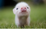 I am The Piggy :3
