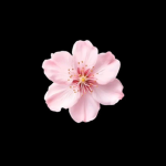 cry x babys