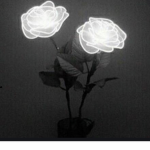 dreamTRUEEE