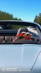 RobƖοх Group Thumbnail