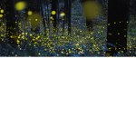 FireFly Café