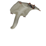 Wispfur's