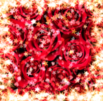 The Sparkling Roses