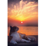 Warrior Cats A New World