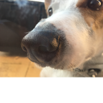 snout fanclub