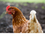 Chiken Army!!