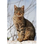 Cat Gang!!!!