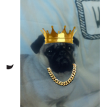 #dogsforever