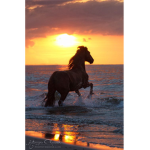 Horse peps
