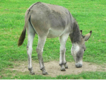 Donkey to the rescue