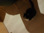 Sarahs ratten freunde<3