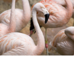 flamingo flaws