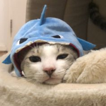 sharkdododododo.