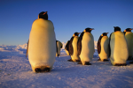 DA great penguins of Antarctica