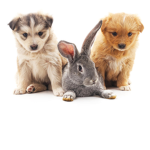 BUNNYANDPUPPIES