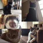 MY PETS ONLY ALSO ASTRO IS NOT A ASTRONAUT OCEAN