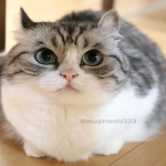 Caťs