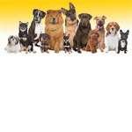 Dog Nation!!