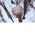 The Snow Snails.