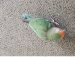MothyyTest