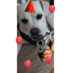 Grupo fan perros