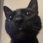 catlvr
