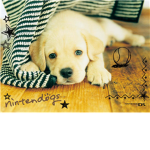 pupy lovers