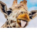 Giraffe Power