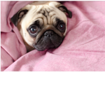 SquishySqaud