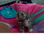 #Savecat,s and other animals