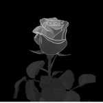 Rosetta Foundation