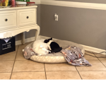 The Doggo group w/Mazzy