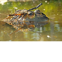 commando frog's admin house