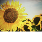 •Sunflower squad