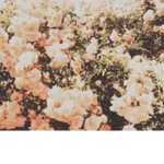 ~Aesthetic Petals~