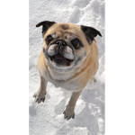 If u like dogs join this group