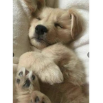 Join if you like dogs Club
