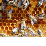 @Dollar bee's@