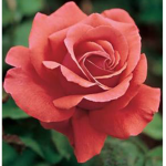 .~ Cult of Rosa ~.