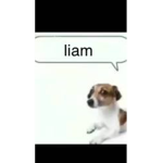 Liams yt fan group!