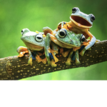 Frog’s group