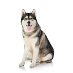 #ILoveHuskies